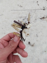 Eucidaris galapagensis