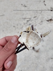 Eucidaris galapagensis