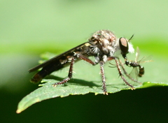 Heteropogon macerinus