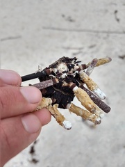 Eucidaris galapagensis