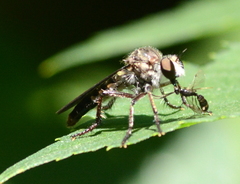Heteropogon macerinus