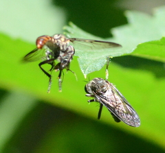 Heteropogon macerinus