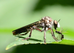 Heteropogon macerinus