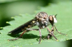 Heteropogon macerinus