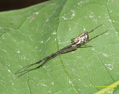 Tylorida