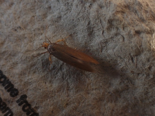 Golden-brown Tubic, photo 8 of 8