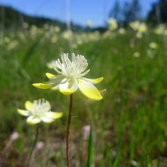 Platystemon californicus