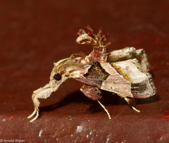 Sacada constrictalis