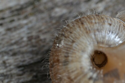 European Snail