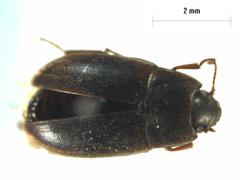 Archeocrypticus topali