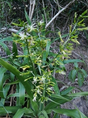 Dracaena aletriformis