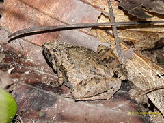Microhyla berdmorei