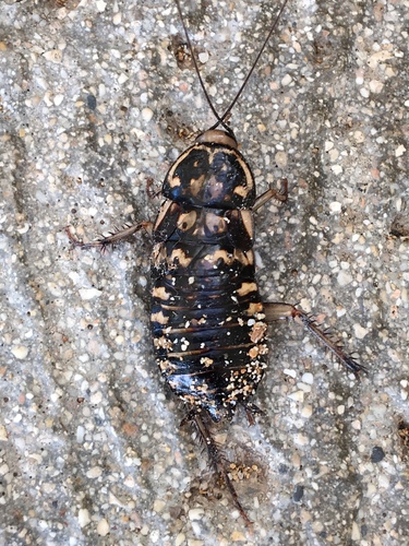 Harlequin Cockroach photo 4