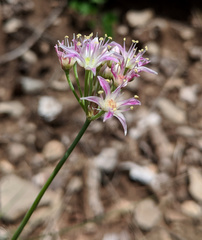 Allium kunthii