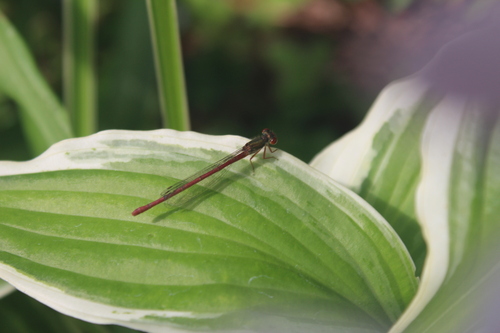 Small Red Damselfly, Nuenen, Netherlands, photo 7 of 10
