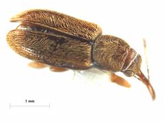 Rhinorhynchus