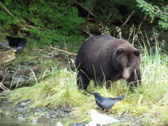 Ursus arctos sitkensis