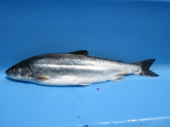 Salvelinus malma