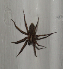Agelenidae
