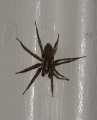 Agelenidae