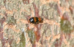 Monolepta rubrofasciata