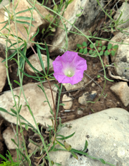 Ipomoea capillacea