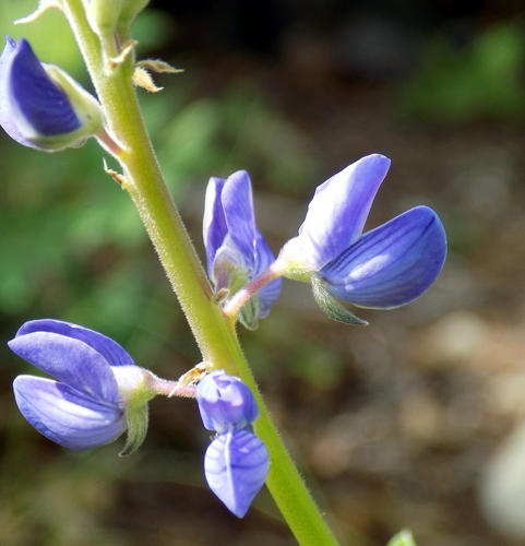 Image of White Mountain Lupine (Lupinus sierrae) by (c) Michelle Cloud-Hughes, some rights reserved (CC BY-SA)