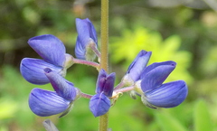 Lupinus sierrae-blancae