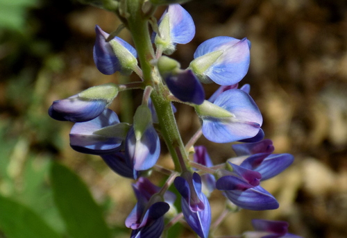Image of Lupinus sierrae by (c) Michelle Cloud-Hughes, some rights reserved (CC BY-SA)