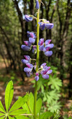 Lupinus sierrae-blancae
