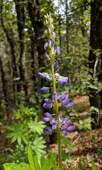 Lupinus sierrae-blancae