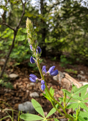 Lupinus sierrae-blancae
