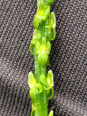 Malaxis macrostachya