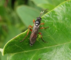 Ichneumon promissorius