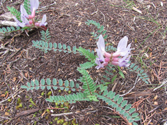 Astragalus crassicarpus berlandieri