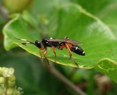 Ichneumon promissorius