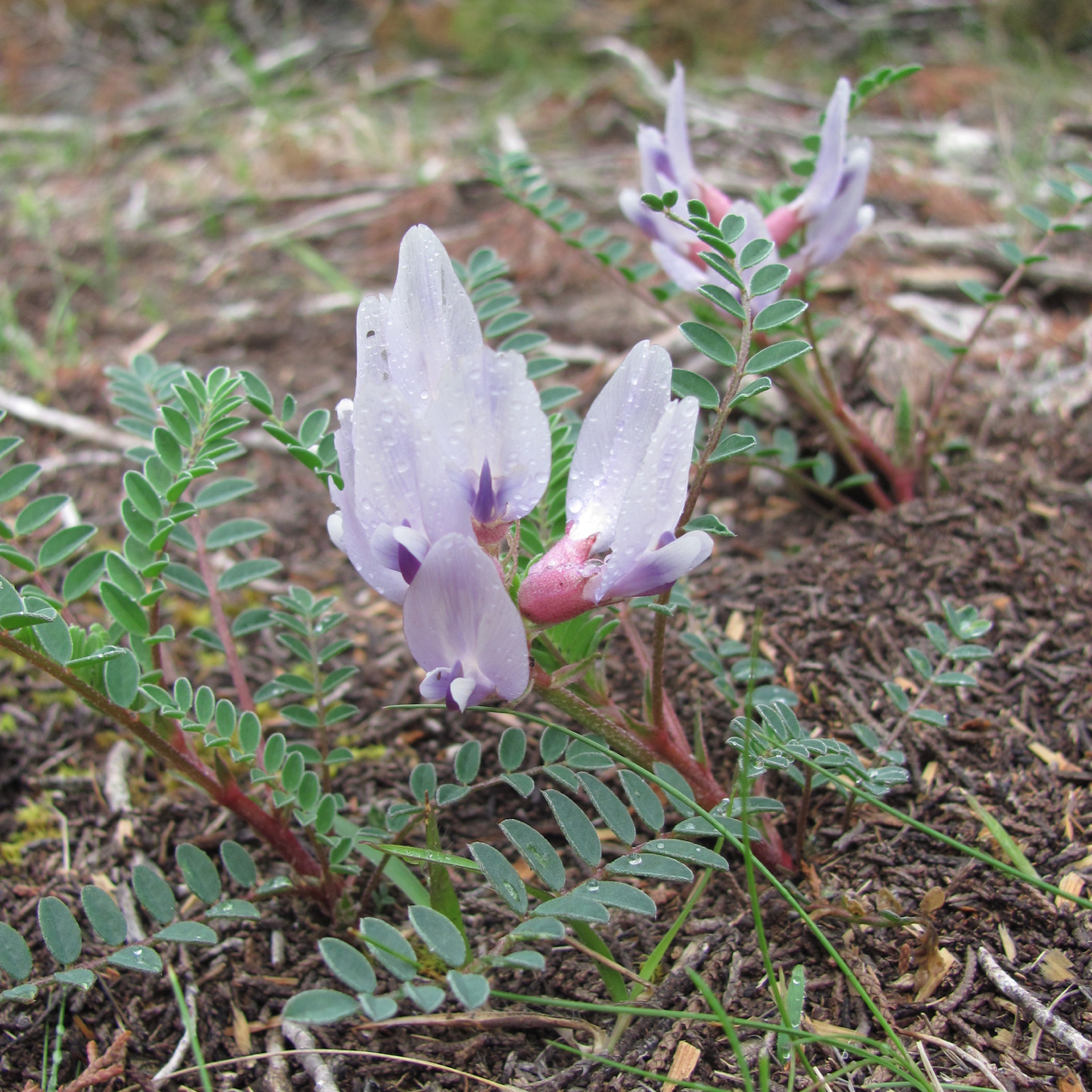 Astragalus crassicarpus var. berlandieri