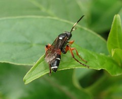 Ichneumon promissorius