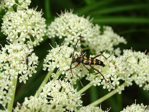 Leptura taranan