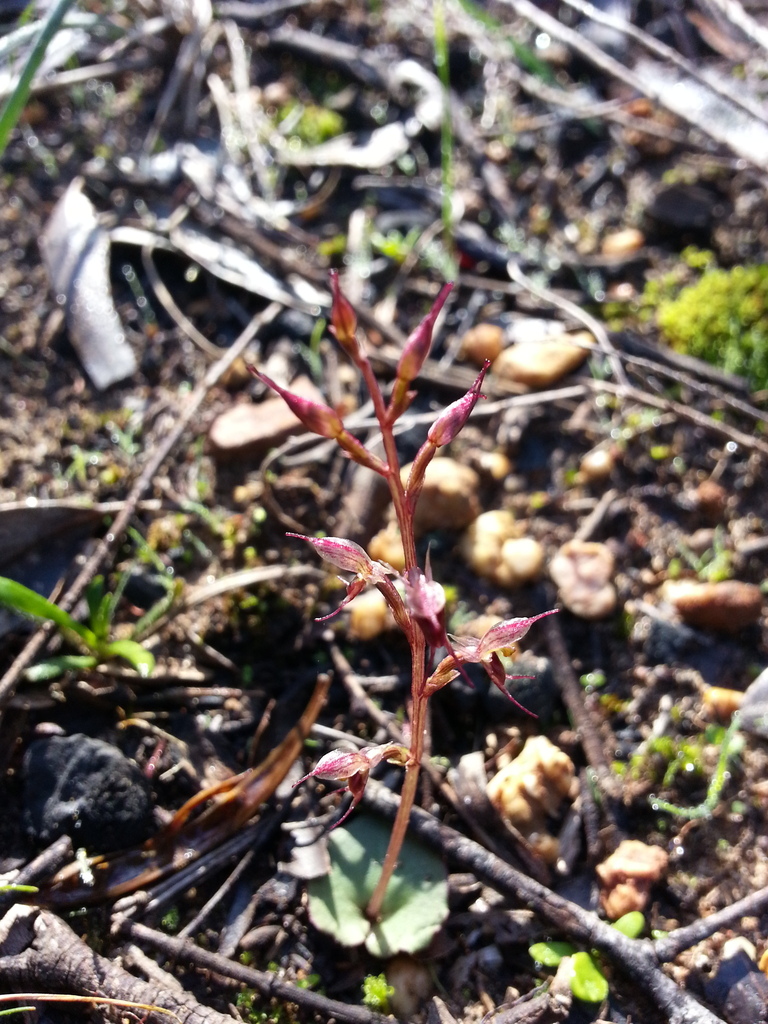 Acianthus pusillus