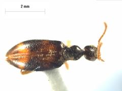 Sapintus pellucidipes