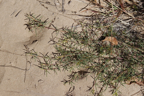 Aphyllodium biarticulatum, photograph 5