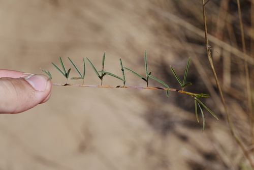 Aphyllodium biarticulatum, photograph 6