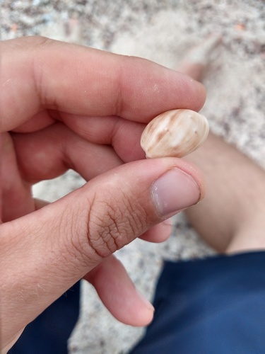 Bulla punctulata