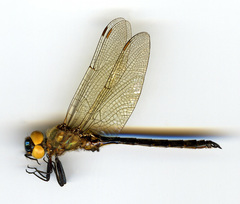 Somatochlora semicircularis