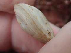 Cumingia californica