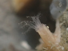 Clavularia