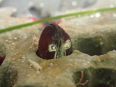Adula gruneri