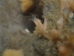 Clavularia