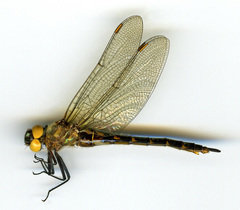 Somatochlora semicircularis